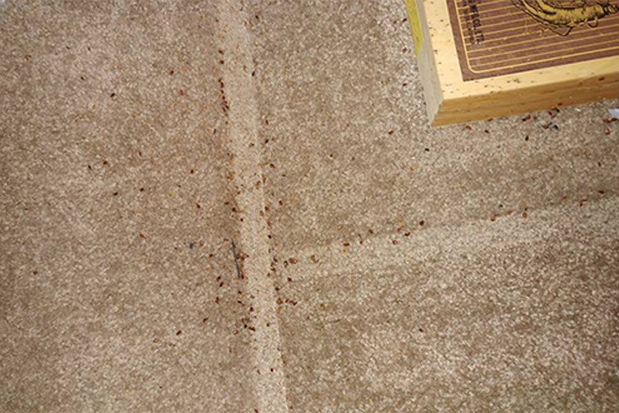 pests-crawling-on-commercial-building-floor-ventura-ca