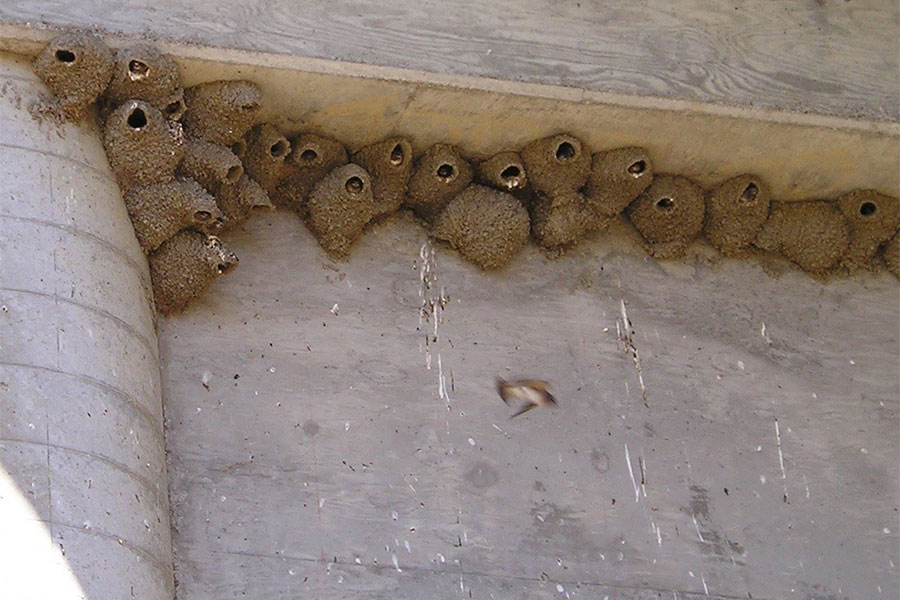 bee-nest-outside-commercial-building-ventura-ca