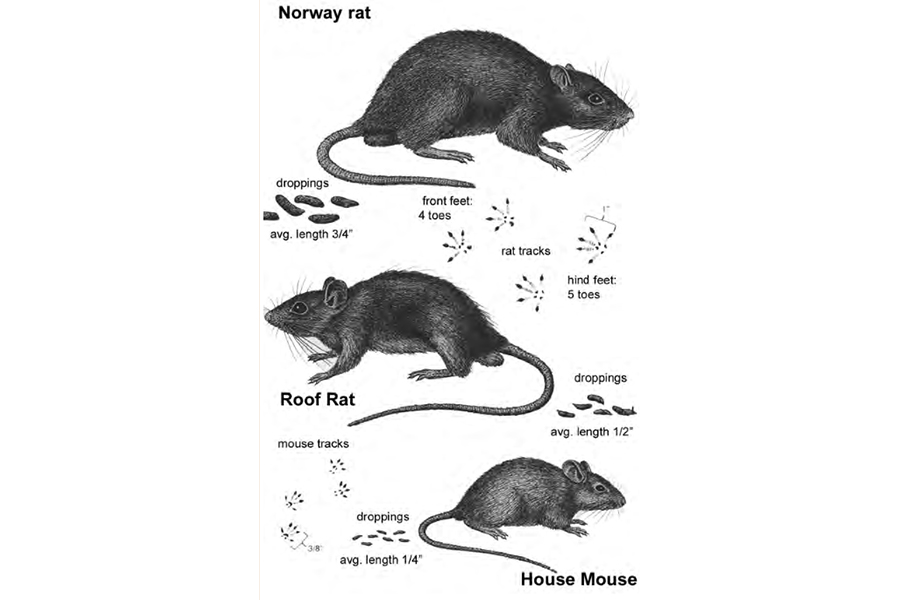 rodent-infographic-ventura-ca