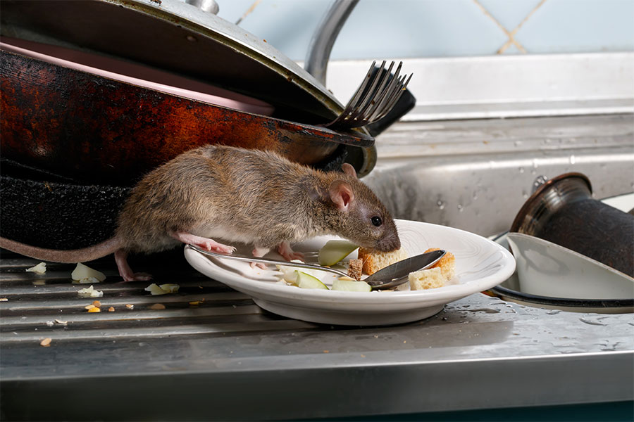 rodent-eating-leftover-from-sink-ventura-ca