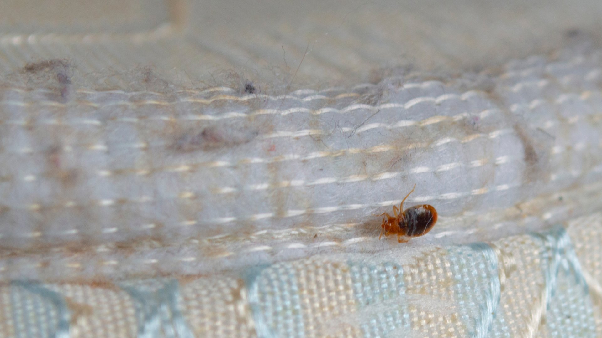 An adult bedbug clings to the edge of a mattress in Ventura CA