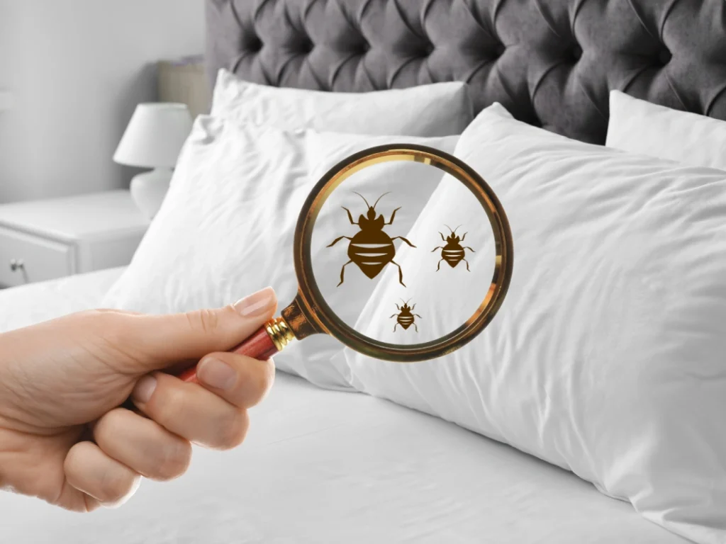bed bug treatment mistakes and solution